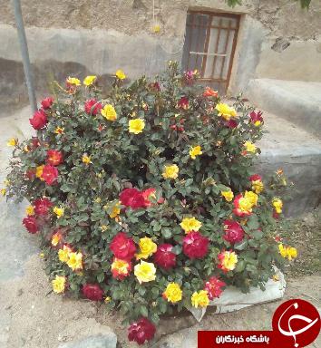 از تصویر گل رز با 6 رنگ زیبا تا شکسته شدن درخت در طوفان+تصاویر