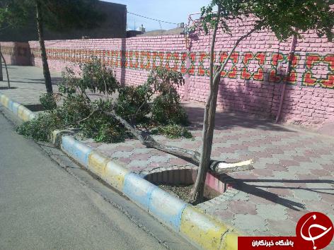 از تصویر گل رز با 6 رنگ زیبا تا شکسته شدن درخت در طوفان+تصاویر