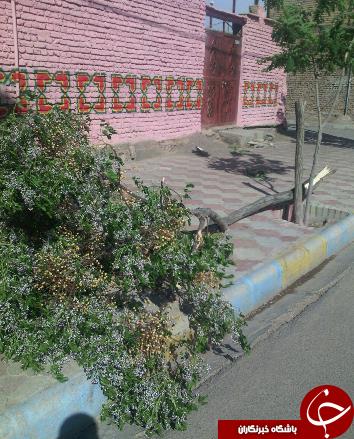 از تصویر گل رز با 6 رنگ زیبا تا شکسته شدن درخت در طوفان+تصاویر