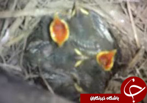 لودری که لانه گنجشک&zwnj;ها شد! + فیلم
