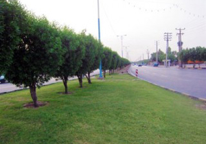 سایه درختانی که بر سر نیازمندان می افتد