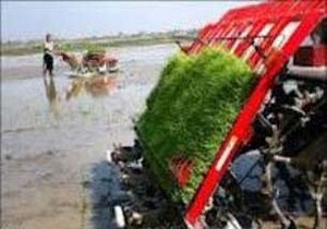 نخستین کشت مکانیزه برنج