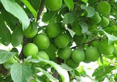 خواص درمانی گوجه‌ سبز