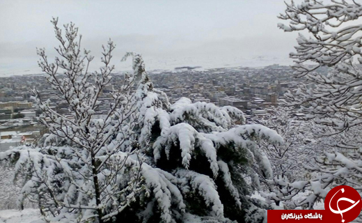 از نبرد با خرس کوهستان تا کشتار فجیع احشام