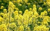کلزای شهداد با قیمت تضینی خریداری می شود