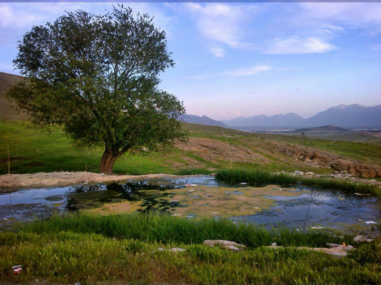 نمایی از اراک و درخت تنها و لاله های واژگون در اطراف مهاجران + تصاویر