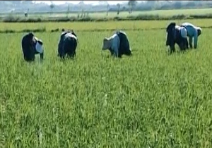واردات برنج و مشکلات شالیزار کارها + فیلم
