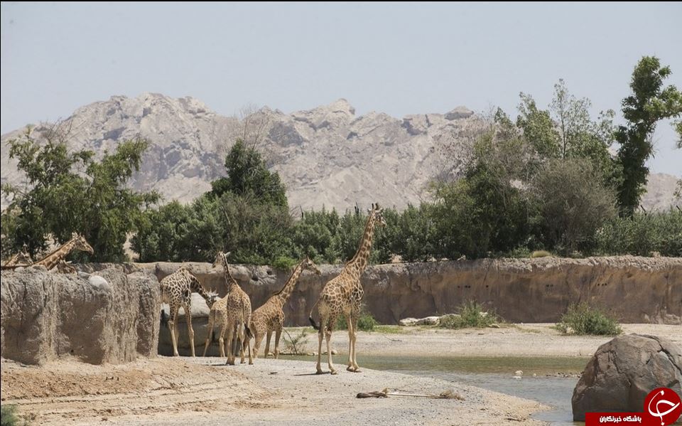 افتتاح بزرگترین پارک سافاری در امارات+ تصاویر