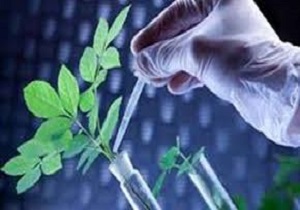 زیست فناوری موجب جهانی شدن گیاهان دارویی ایران می‌شود