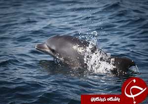 هرمز بهشت زمین شناسان میزبان مهمانان نوروزی