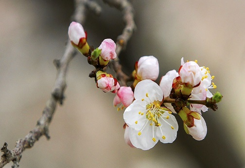 طبیعت بهاری در قم