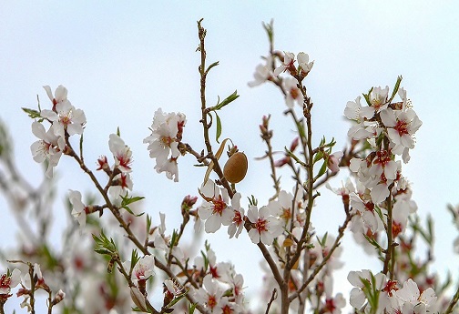 طبیعت بهاری در قم