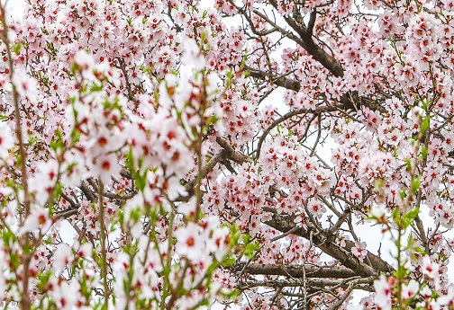 طبیعت بهاری در قم