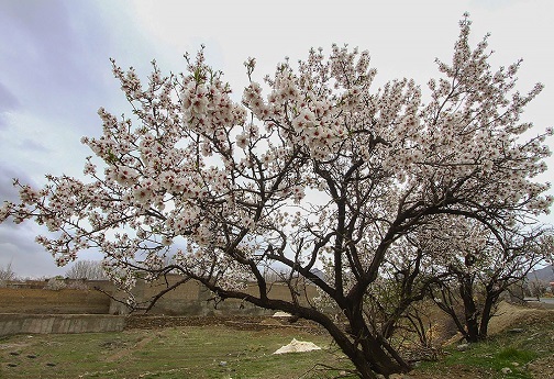 طبیعت بهاری در قم