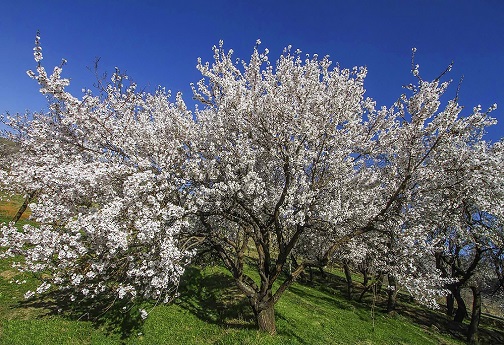 طبیعت بهاری در قم