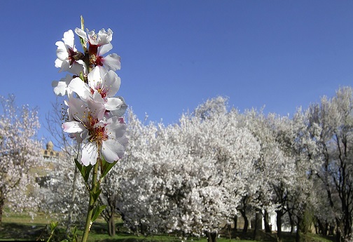 طبیعت بهاری در قم