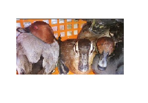 دستگیری شکارچیان متخلف در تالاب کانی برازان