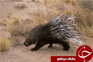 کمانداران حامی‌گونه حیوانی تشی