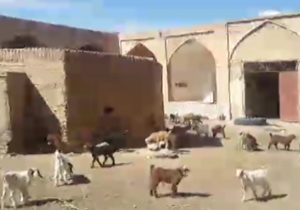 خواب نوروزی مسئولان میراث فرهنگی/کاروانسرای عباسی طویله گوسفندان شد! + فیلم