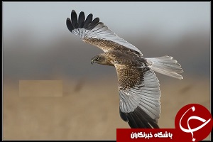 پرواز شاهین‌ها در فدراسیون ژیمناستیک