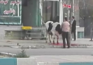 کشتار در ملاءعام در ماهدشت + فیلم