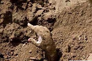 انسان زنده زنده دفن شود چقدر زنده می ماند؟