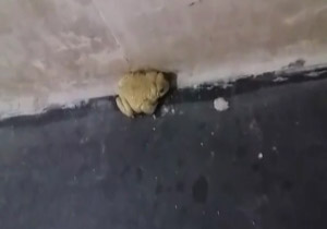 از آب شرب با طعم فاضلاب و سقوط سمند به رودخانه تا پذیرش قورباغه در بیمارستان! + فیلم و تصاویر
