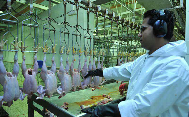 4000 تن گوشت مرغ در خراسان رضوی تولید شد