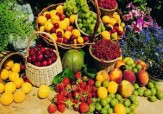 سرما بلای جان محصولات باغی نمی&zwnj;شود/ قیمت میوه های نوبرانه افزایش نمی یابد