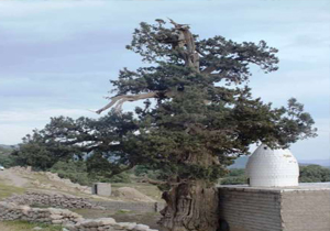 باز دید مسافران نوروزی از سرو دو هزارو 700 ساله ی روستای لار باشت