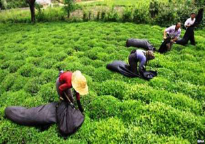 چه بر سرانبارهای چای سنواتی آمد؟