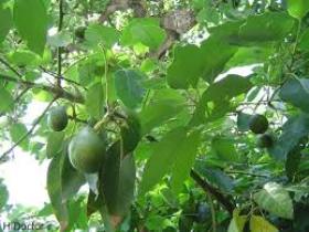 آووکادو میوه ای شفابخش در سیر تاریخ