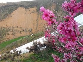 منطقه انگوران سرشار از روح سبز زندگی