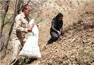 کشت گیاه موسیر در چهار هکتار از مراتع دیوهاشم دنا