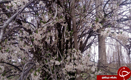 جغدهای خوش یمنی که بهار را مژده می&zwnj;دهند + تصاویر