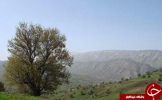 معجزه بهار در بام طبیعت ایران