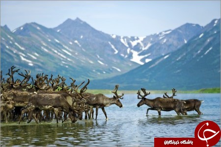 محسنی/باشگاه شبانه