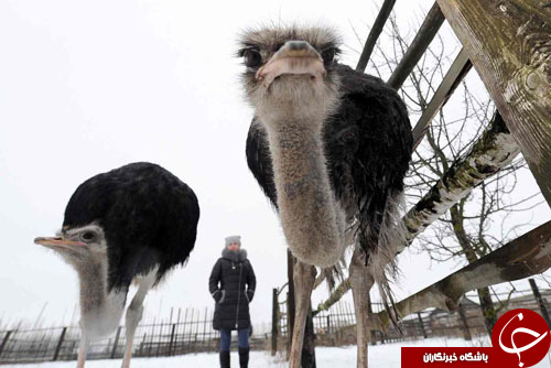از انفجار مهیب در بازار مواد آتش بازی تا شیوه عجیب ماهیگیران کشمیری