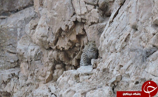 مشاهده پلنگ در منطقه حفاظت شده پرور + تصاویر