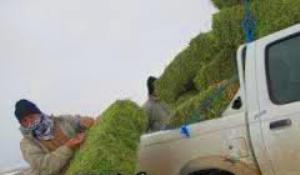 دل سیر آهوان سهرین از سفره محیط با نان