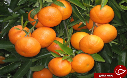 نگاهی گذرا به مهمترین رویدادهای 1 دی در مازندران