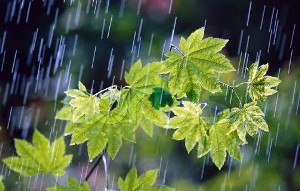 بهبهان بیشترین میزان بارش در شبانه روز گذشته