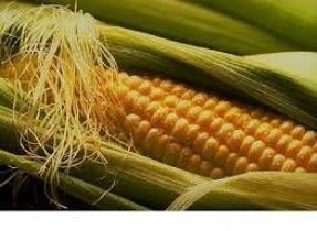 آغاز برداشت ذرت دانه ای در خاتم