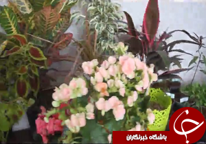 گشایش نمایشگاه توانمندی های روستایی در آبیک