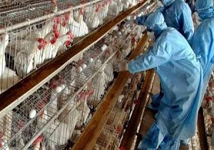 تاکنون آنفلوآنزای پرندگان مشاهده نشده است