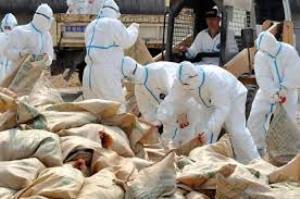 معدوم شدن 7 هزار قطعه طیور محلی