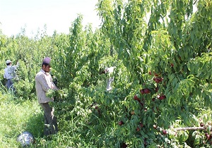 تولید سالانه ۳۳۰ هزار تن انواع محصولات سردرختی در اردبیل