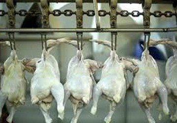 حذف 3 هزار قطعه طیور گوشتی در رفسنجان