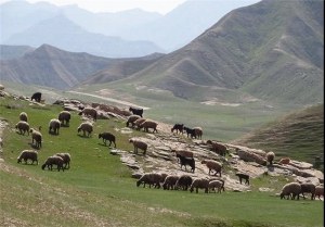 ۴ برابر دام مازاد بر مراتع درآذربایجان‌ غربی