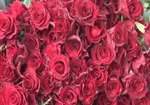 گل رزی که از خاک نمی روید+تصاویر